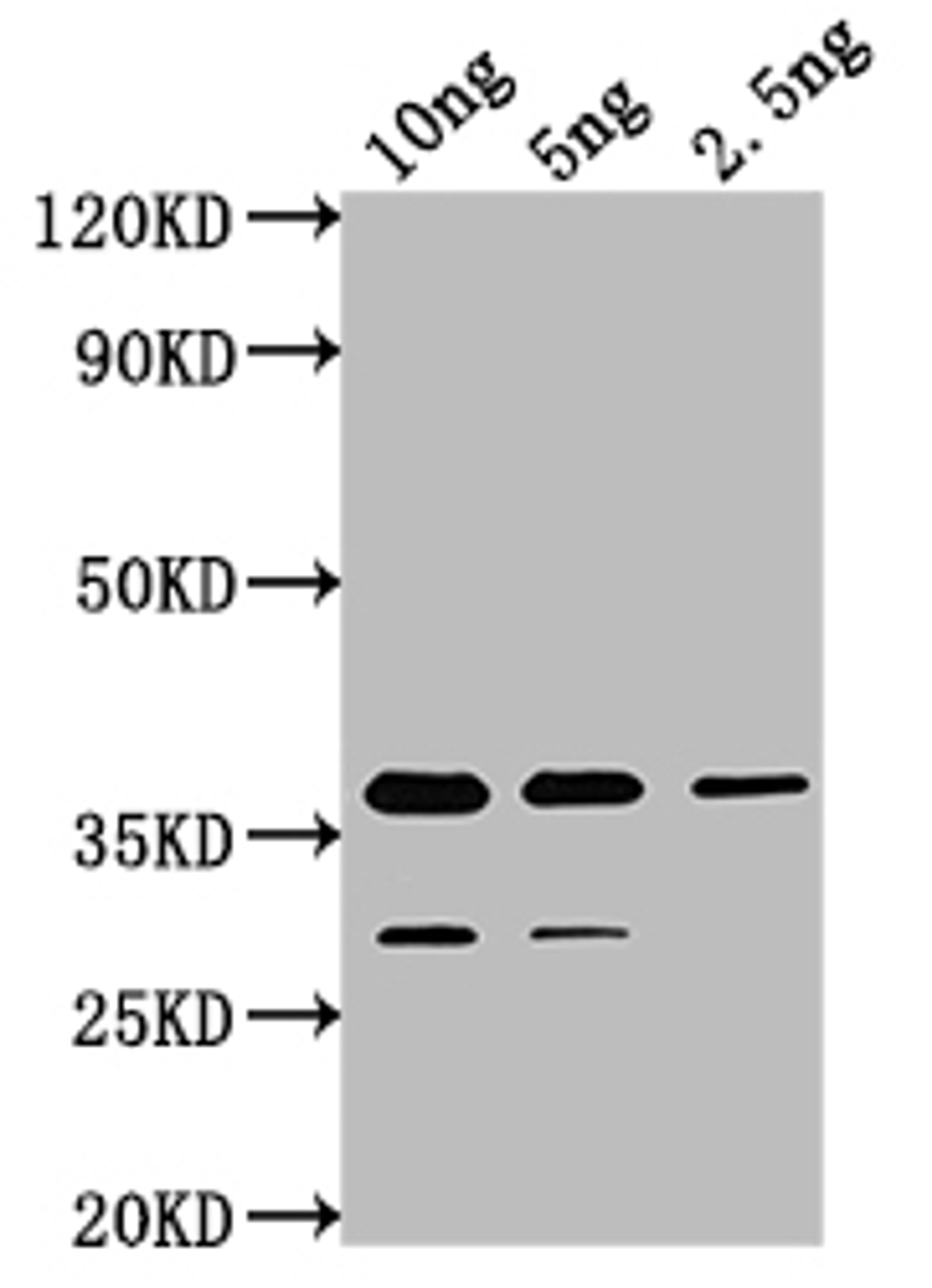 Western Blot. Positive WB detected in Recombinant protein. All lanes: cry1Ia antibody at 1:2000. Secondary. Goat polyclonal to rabbit IgG at 1/50000 dilution. Predicted band size: 36.2 kDa. Observed band size: 37 kDa. 
