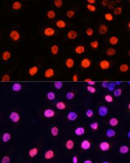 Immunofluorescence - MonoMethyl-NONO-R357/R365 pAb (A8087)