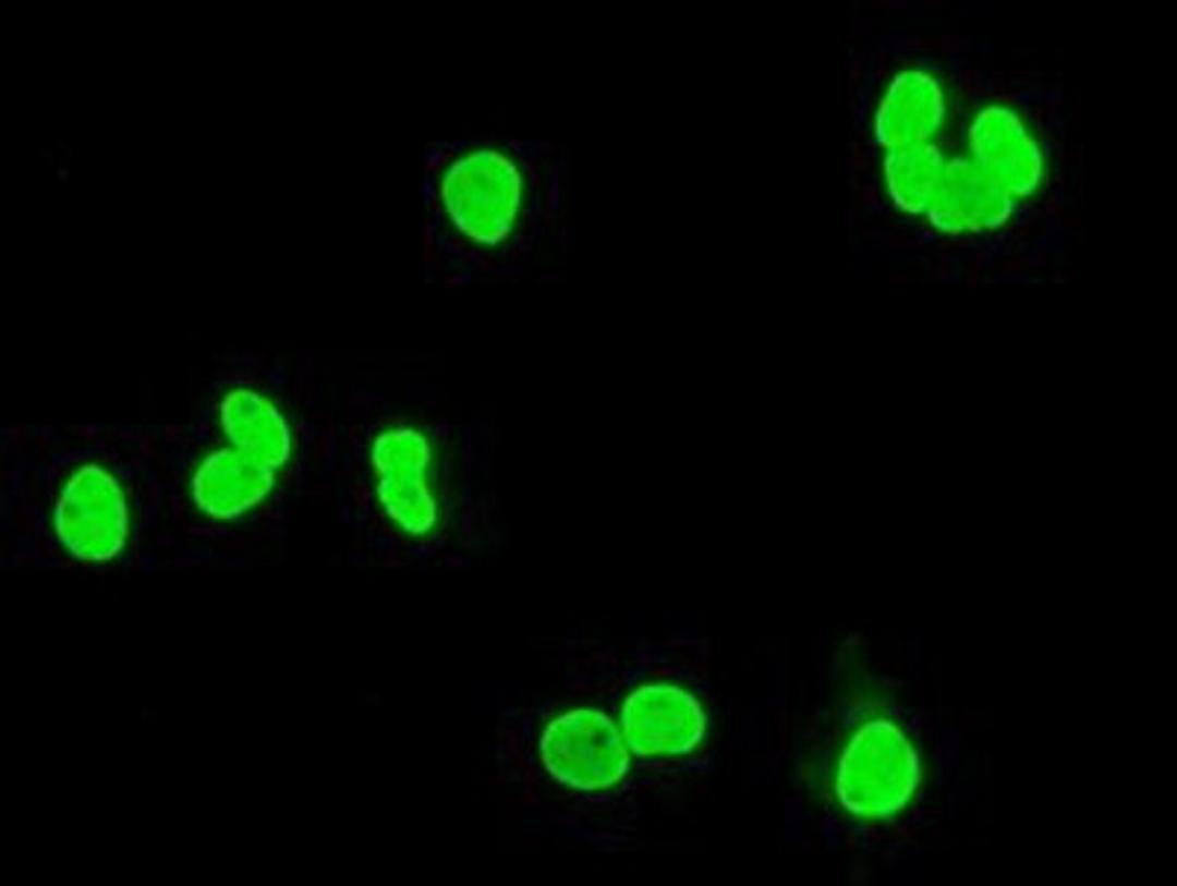 Immunocytochemistry/Immunofluorescence: XRCC1 Antibody (2F8) [NBP2-02280] Staining of COS7 cells transiently transfected by pCMV6-ENTRY XRCC1.