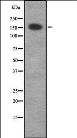 Western blot analysis of HEK293 cells using MRCKG antibody