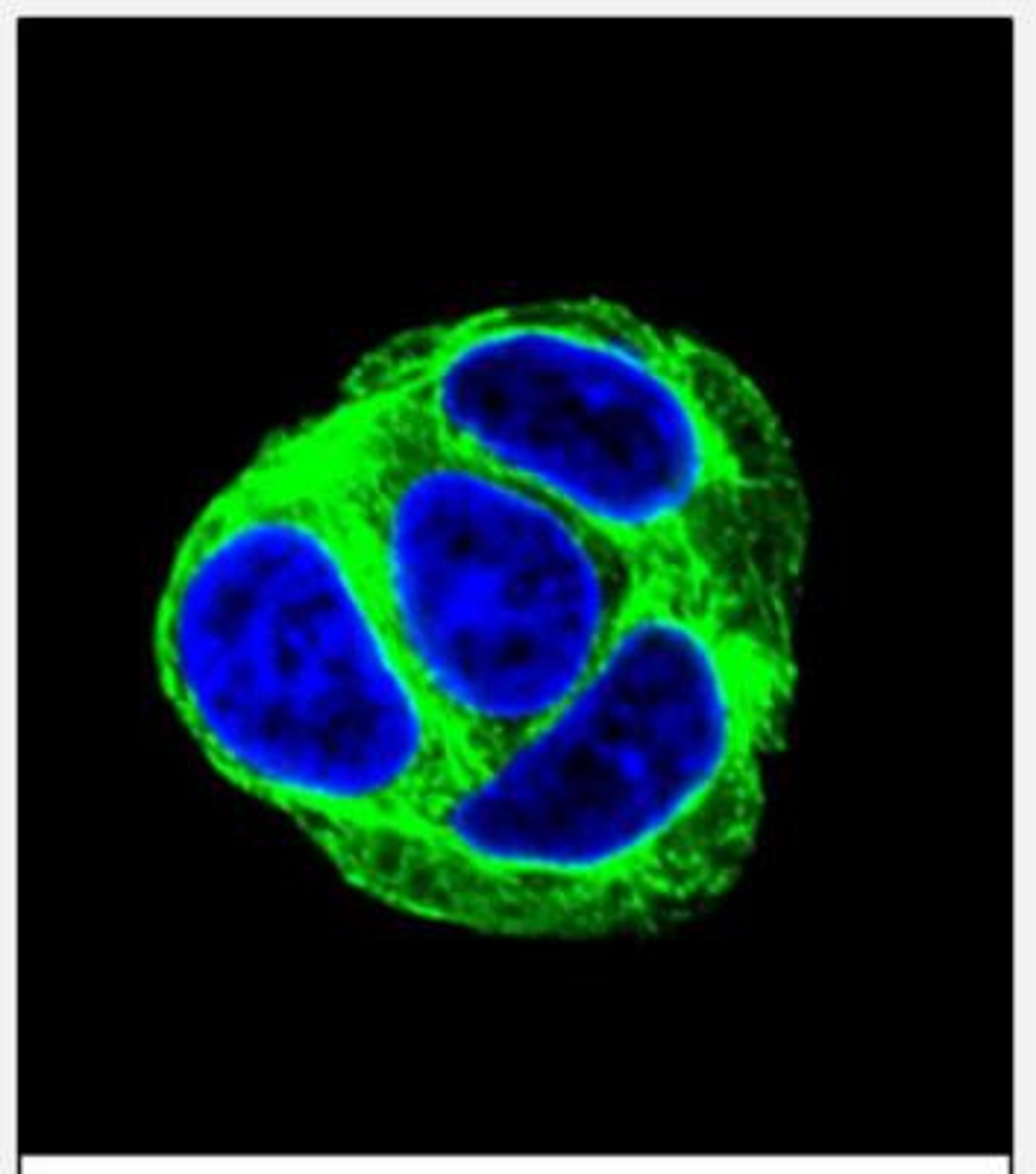 Immunocytochemistry/Immunofluorescence: EXOC3L1 Antibody [NBP2-29991] - Confocal immunofluorescent analysis of EXOC3L Antibody (C-term)(NBP2-29991) with HepG2 cell followed by Alexa Fluor 488-conjugated goat anti-rabbit lgG (green). DAPI was used to stain the cell nuclear (blue).