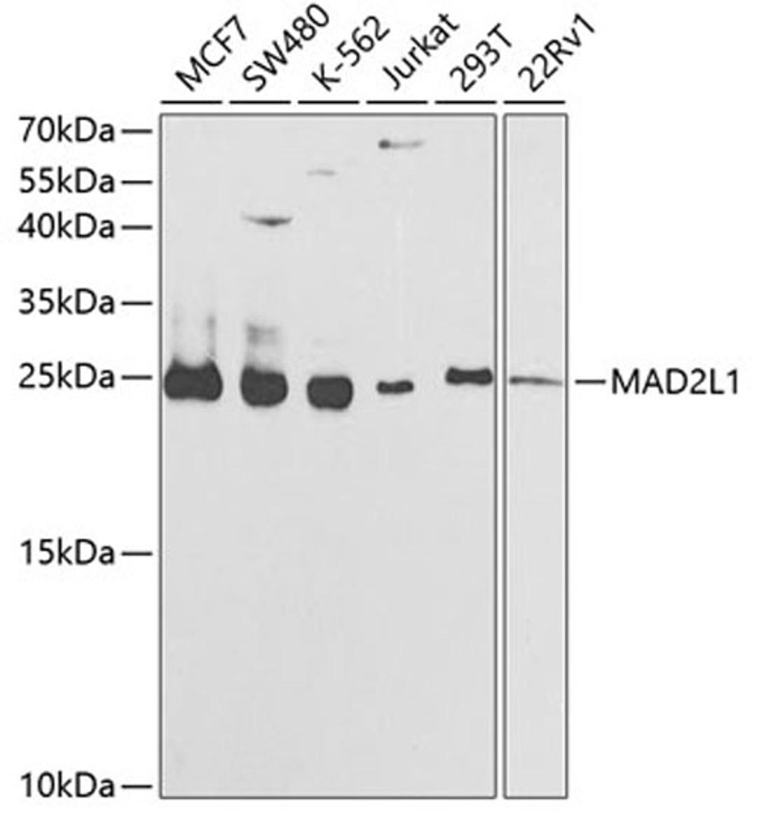 Western blot - MAD2L1 antibody (A1699)