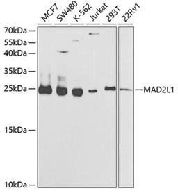 Western blot - MAD2L1 antibody (A1699)