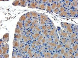 Immunohistochemical staining of rat pancreas tissue using CD44 antibody (2.5 ug/ml)