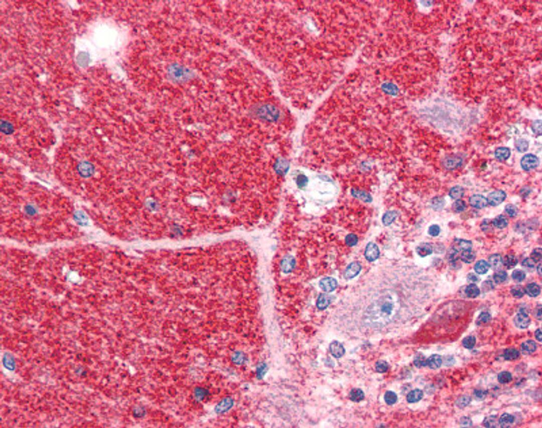 Immunohistochemistry staining of DISC1 in cerebellum tissue using DISC1 Antibody.