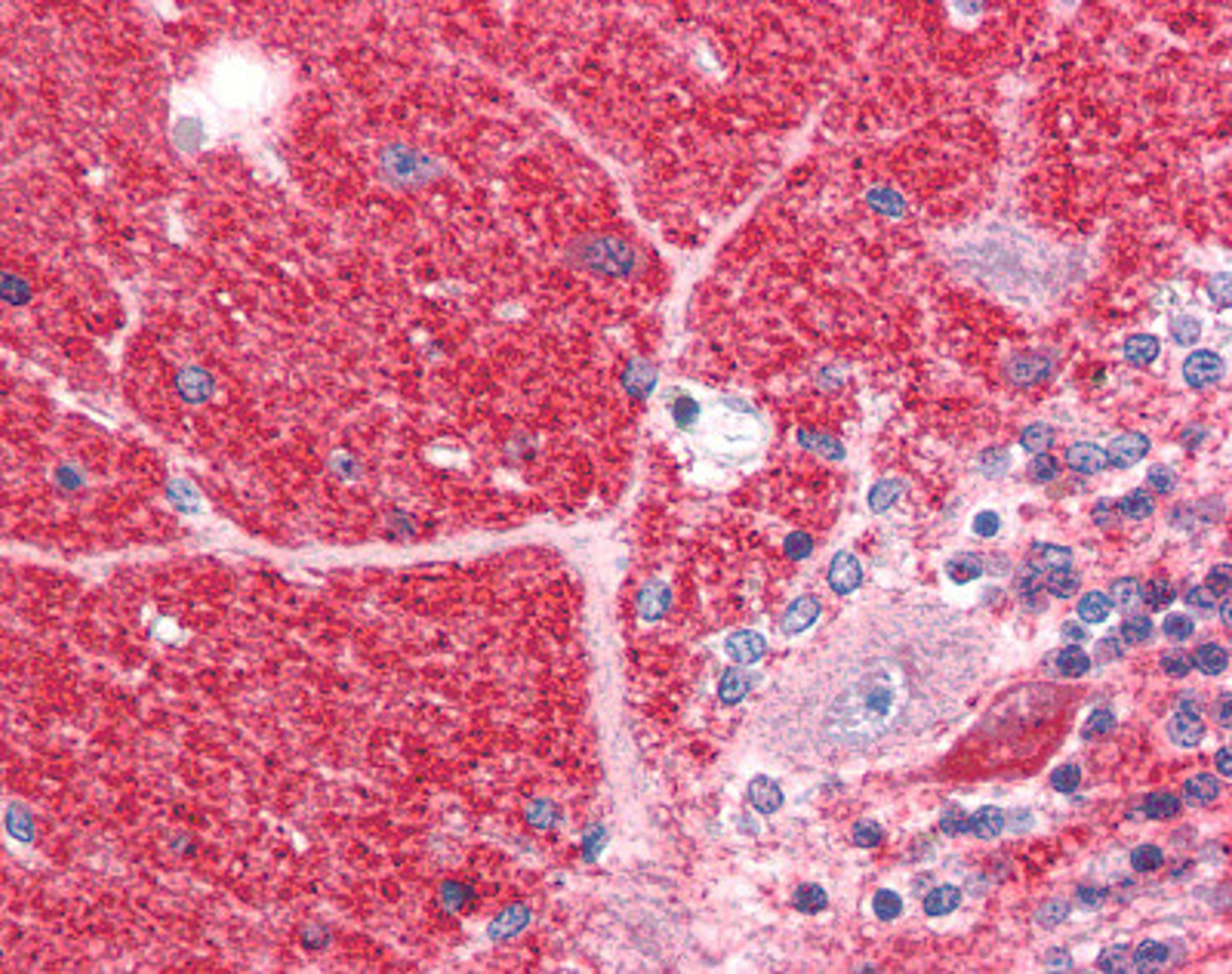 Immunohistochemistry staining of DISC1 in cerebellum tissue using DISC1 Antibody.