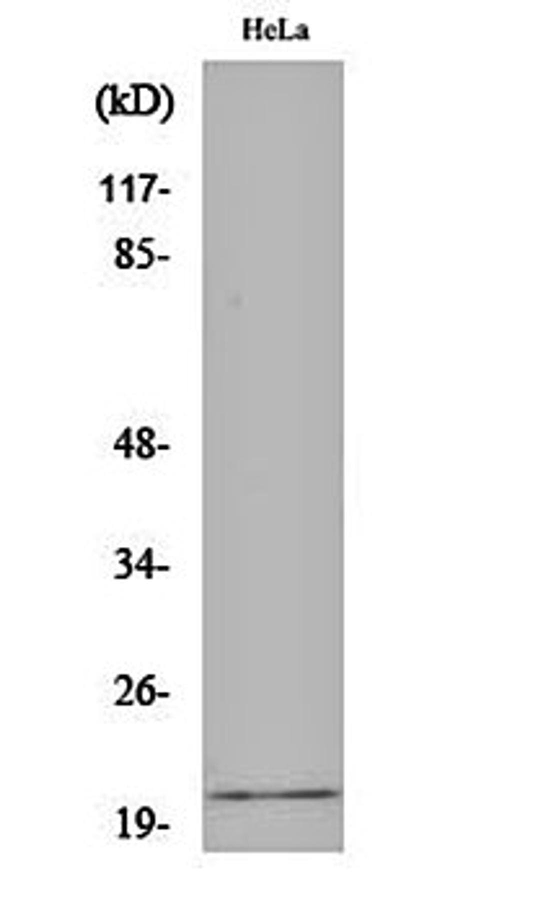 Western blot analysis of Hela cell lysates using EID-1 antibody