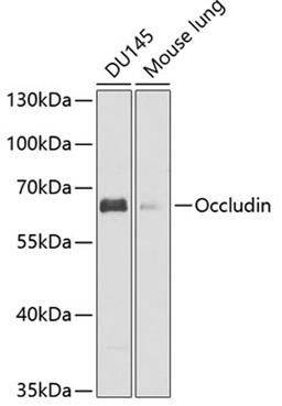 Western blot - Occludin antibody (A12621)