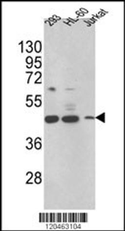 Western blot analysis of HSD17B7 Antibody in 293,HL-60,Jurkat cell line lysates (35ug/lane)(2ug/ml)