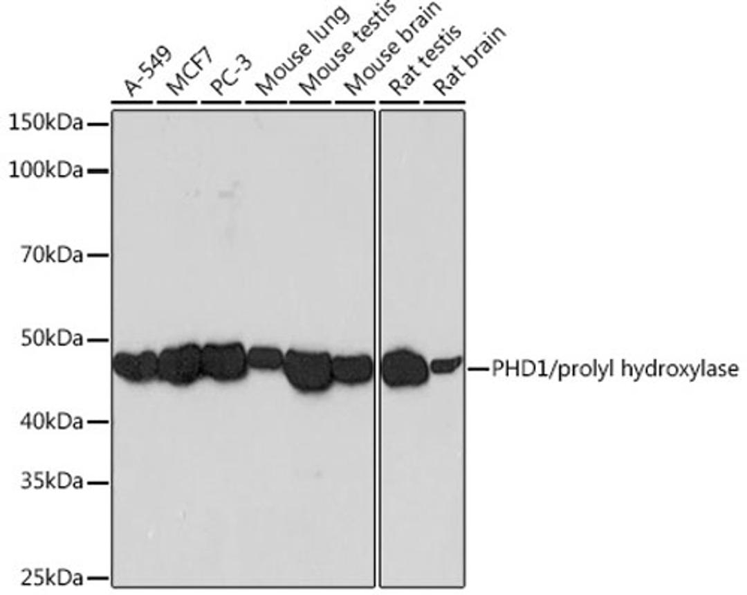 Western blot - PHD1/prolyl hydroxylase Rabbit mAb (A3730)
