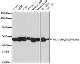 Western blot - PHD1/prolyl hydroxylase Rabbit mAb (A3730)