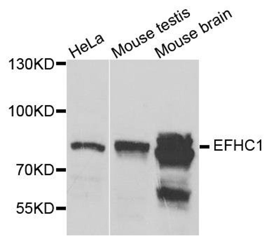 Western blot analysis of extracts of various cell lines using EFHC1 antibody