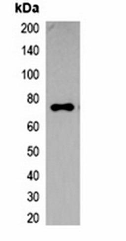 Western blot analysis of 293T cell lysate using ECFP-tag antibody