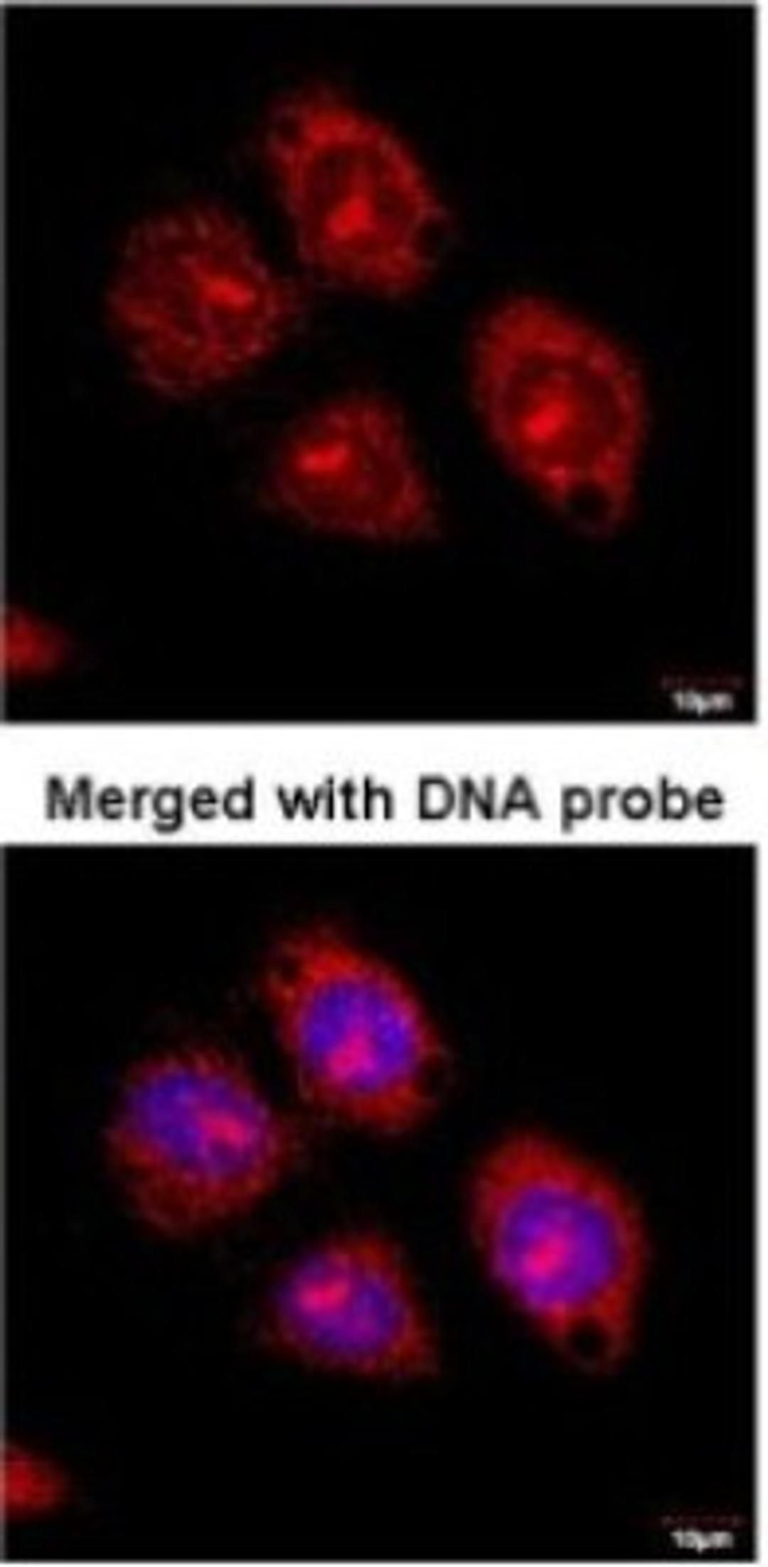 Immunocytochemistry/Immunofluorescence: Flotillin 2 Antibody [NBP1-30881] - Analysis of paraformaldehyde-fixed HeLaS3, using  antibody at 1:100 dilution.