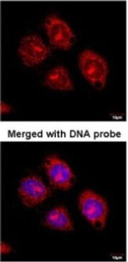 Immunocytochemistry/Immunofluorescence: Flotillin 2 Antibody [NBP1-30881] - Analysis of paraformaldehyde-fixed HeLaS3, using  antibody at 1:100 dilution.