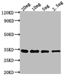 Western Blot. Positive WB detected in Recombinant protein. All lanes: CHD1 antibody at 1:2000. Secondary. Goat polyclonal to rabbit IgG at 1/50000 dilution. Predicted band size: 26.3 kDa. Observed band size: 33 kDa.