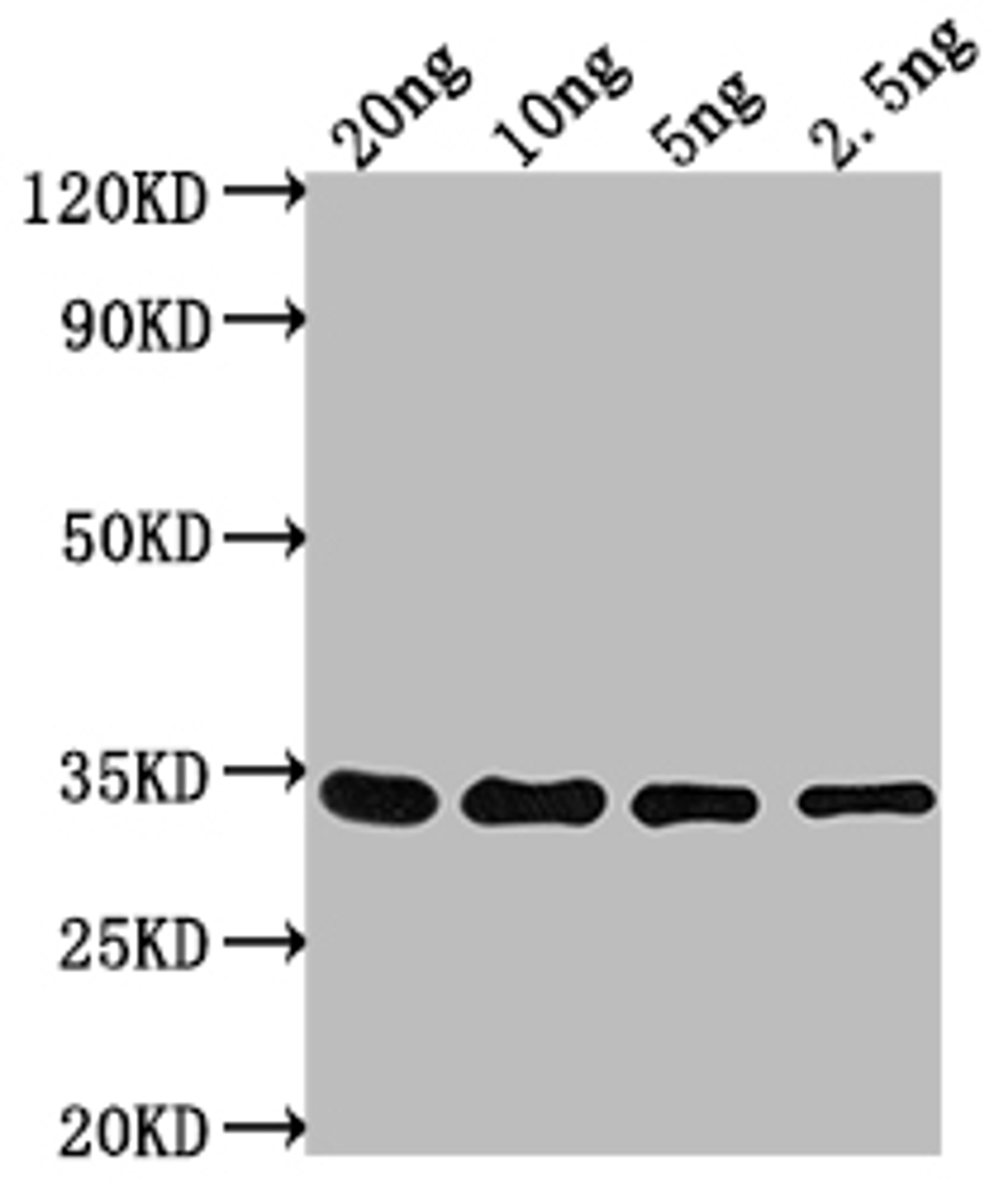 Western Blot. Positive WB detected in Recombinant protein. All lanes: CHD1 antibody at 1:2000. Secondary. Goat polyclonal to rabbit IgG at 1/50000 dilution. Predicted band size: 26.3 kDa. Observed band size: 33 kDa.