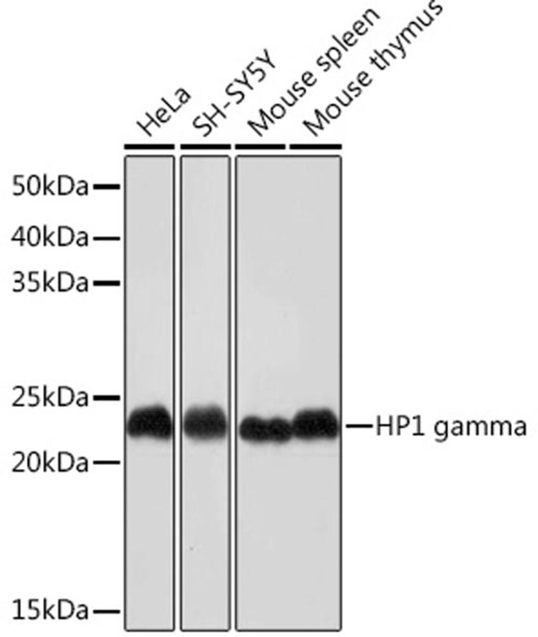 Western blot - HP1 gamma Rabbit mAb (A4283)