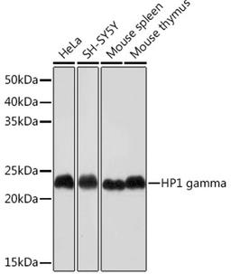 Western blot - HP1 gamma Rabbit mAb (A4283)