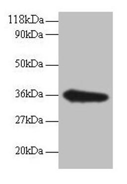 Western blot. All lanes: TSTA3 antibody at 2µg/ml + EC109 whole cell lysate. Secondary. Goat polyclonal to rabbit IgG at 1/15000 dilution. Predicted band size: 36 kDa. Observed band size: 36 kDa