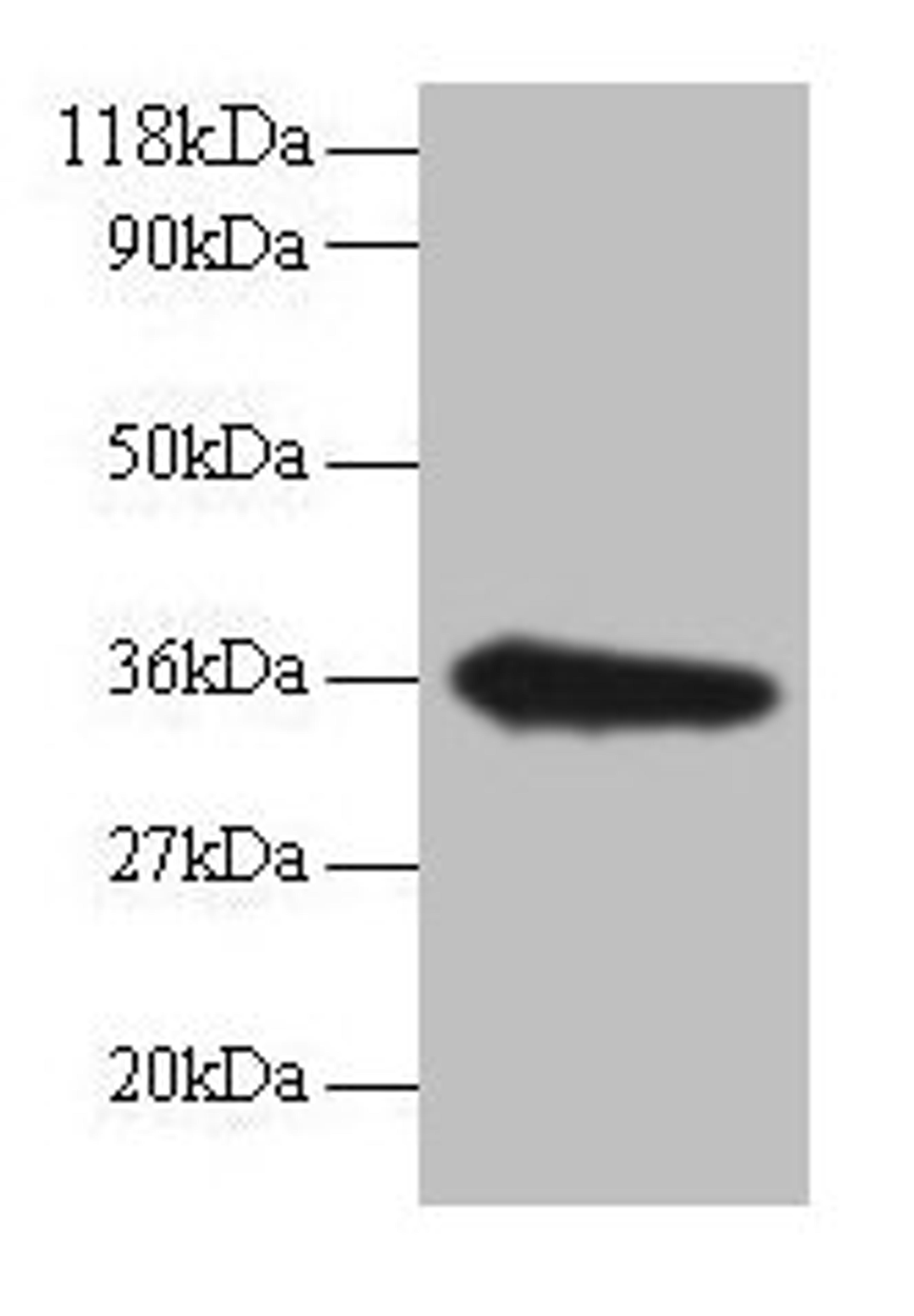 Western blot. All lanes: TSTA3 antibody at 2µg/ml + EC109 whole cell lysate. Secondary. Goat polyclonal to rabbit IgG at 1/15000 dilution. Predicted band size: 36 kDa. Observed band size: 36 kDa