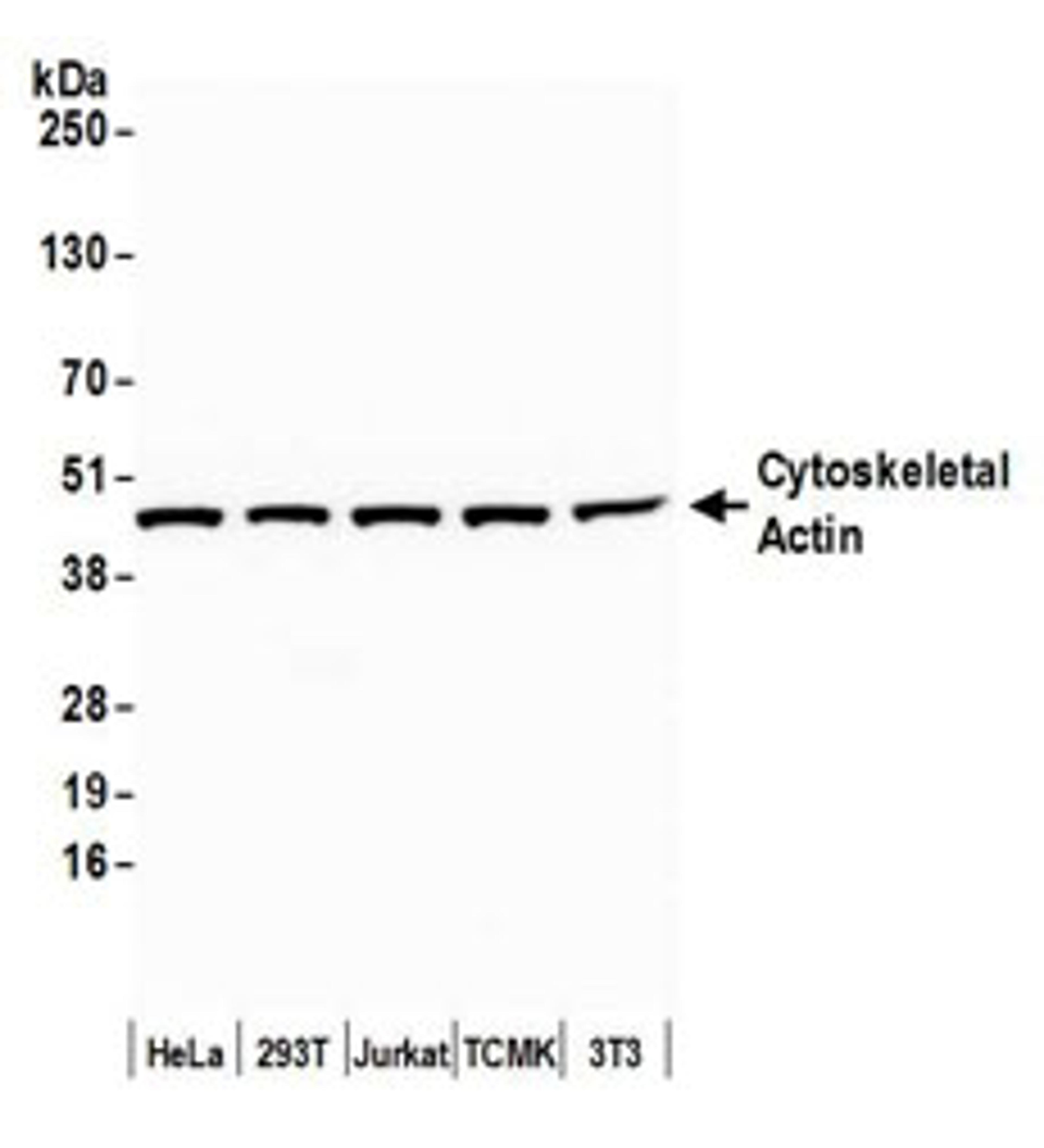 Detection of human and mouse Cytoskeletal Actin by western blot.