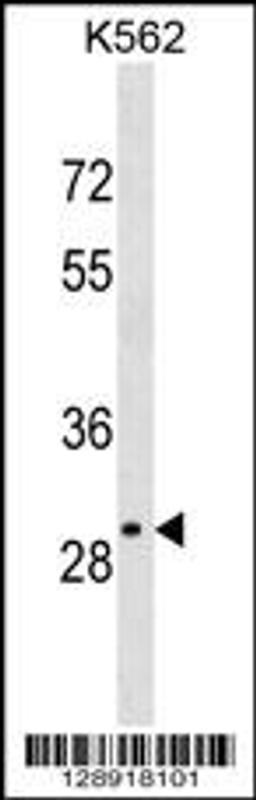 Western blot analysis in K562 cell line lysates (35ug/lane).