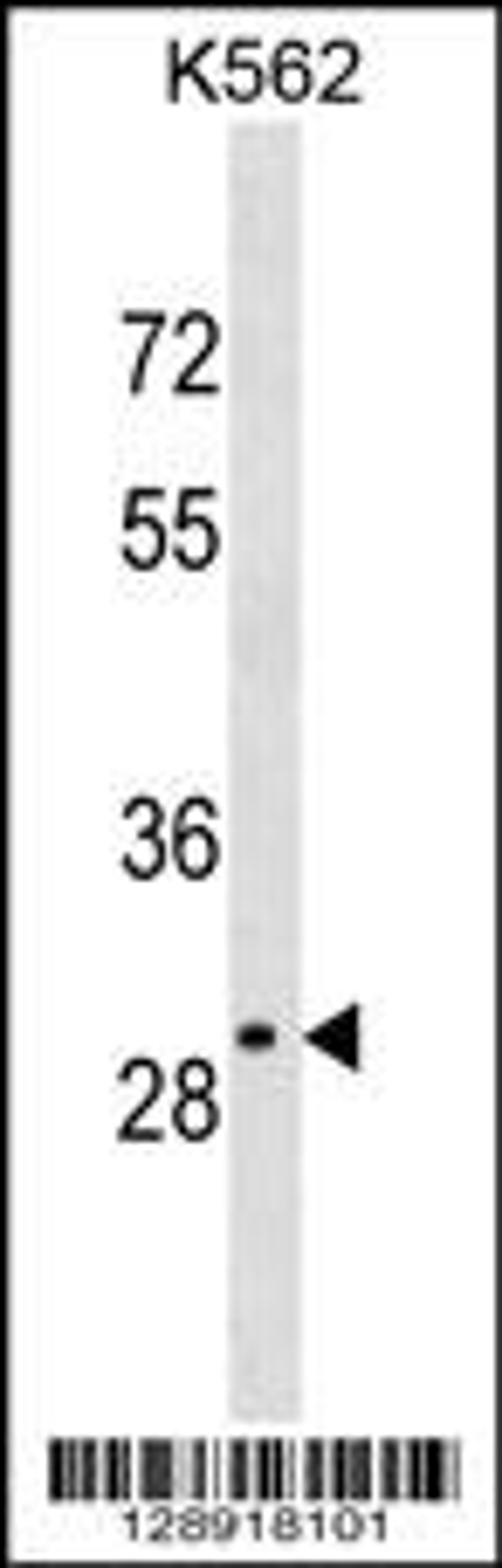 Western blot analysis in K562 cell line lysates (35ug/lane).