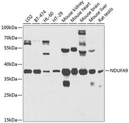 Western blot - NDUFA9 antibody (A3196)