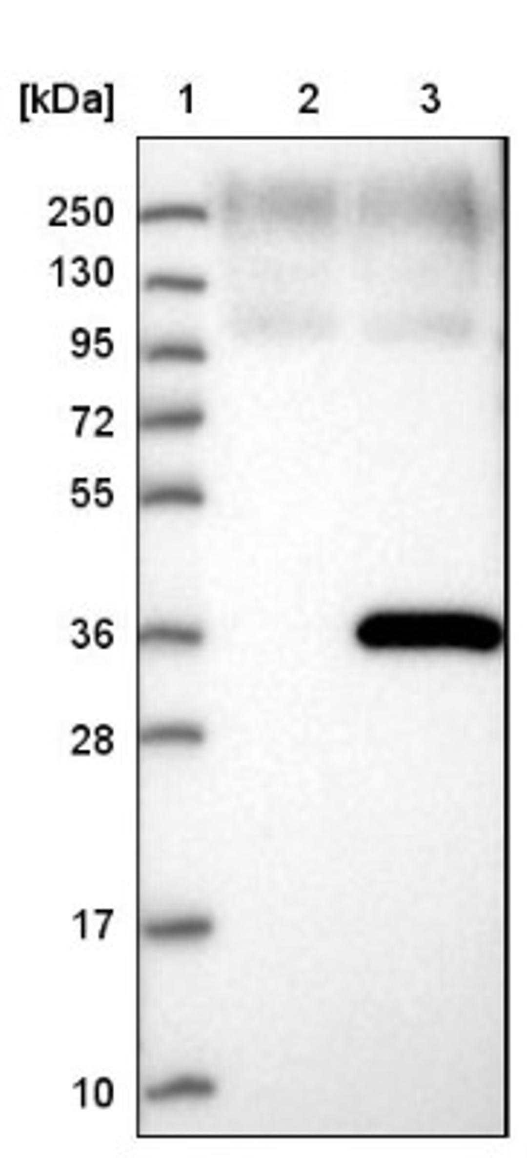 Western Blot: DHRS9 Antibody [NBP1-89379] - Lane 1: Marker [kDa] 250, 130, 95, 72, 55, 36, 28, 17, 10<br/>Lane 2: Negative control (vector only transfected HEK293T lysate)<br/>Lane 3: Over-expression lysate (Co-expressed with a C-terminal myc-DDK tag (~3.1 kDa) in mammalian HEK293T cells, LY404693)