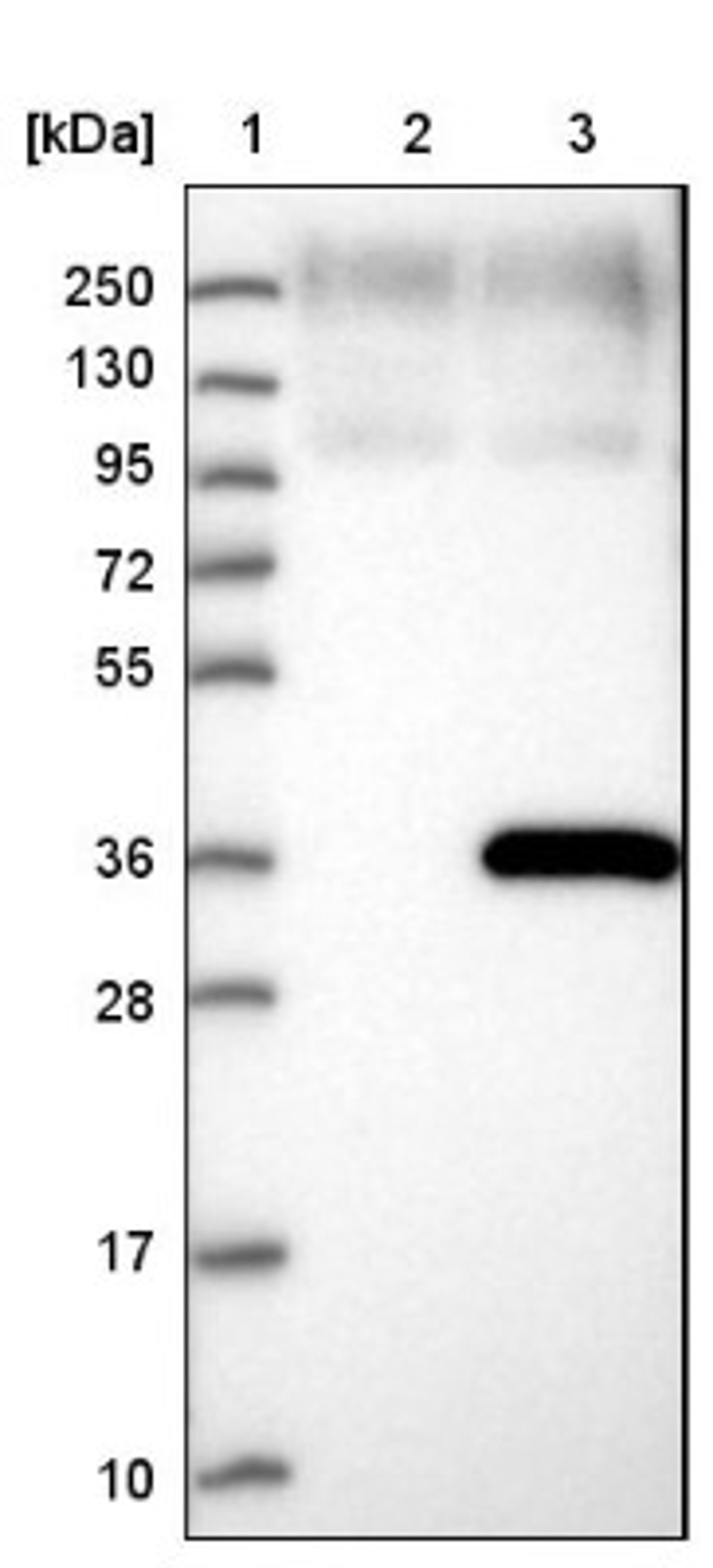 Western Blot: DHRS9 Antibody [NBP1-89379] - Lane 1: Marker [kDa] 250, 130, 95, 72, 55, 36, 28, 17, 10<br/>Lane 2: Negative control (vector only transfected HEK293T lysate)<br/>Lane 3: Over-expression lysate (Co-expressed with a C-terminal myc-DDK tag (~3.1 kDa) in mammalian HEK293T cells, LY404693)