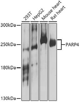 Western blot - PARP4 antibody (A8343)