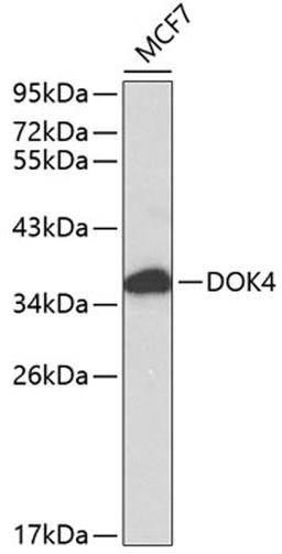 Western blot - DOK4 antibody (A0226)