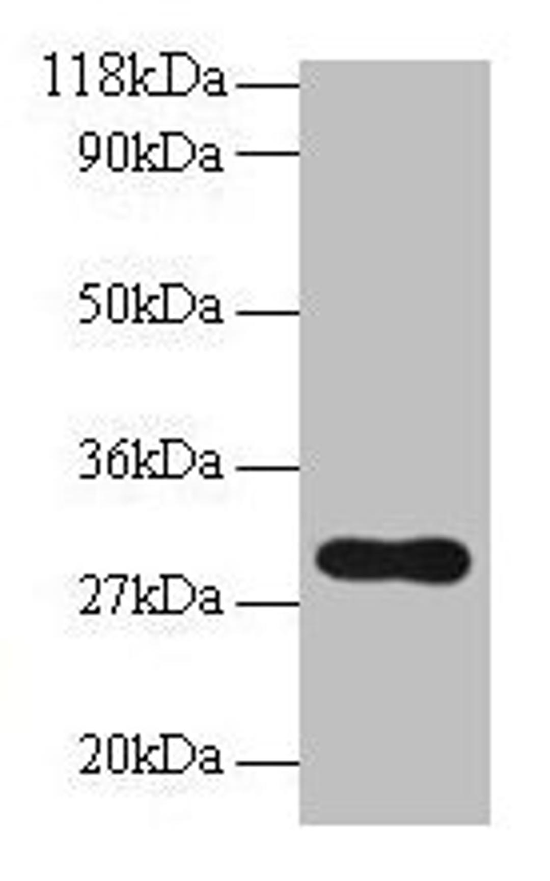 Western blot. All lanes: POMC antibody at 2µg/ml + NIH/3T3 whole cell lysate. Secondary. Goat polyclonal to rabbit IgG at 1/10000 dilution. Predicted band size: 30 kDa. Observed band size: 30 kDa
