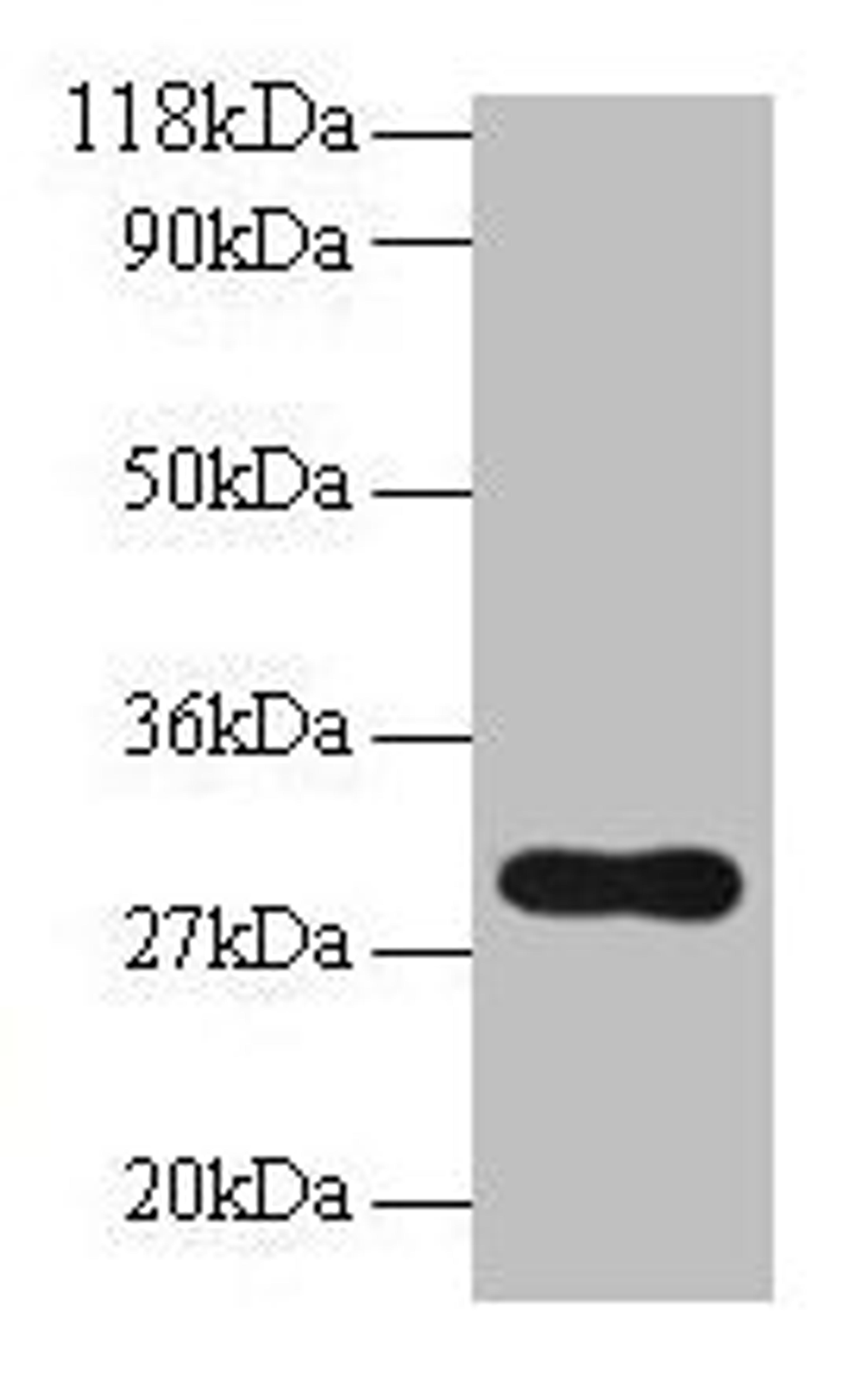 Western blot. All lanes: POMC antibody at 2µg/ml + NIH/3T3 whole cell lysate. Secondary. Goat polyclonal to rabbit IgG at 1/10000 dilution. Predicted band size: 30 kDa. Observed band size: 30 kDa