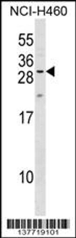 Western blot analysis in NCI-H460 cell line lysates (35ug/lane).