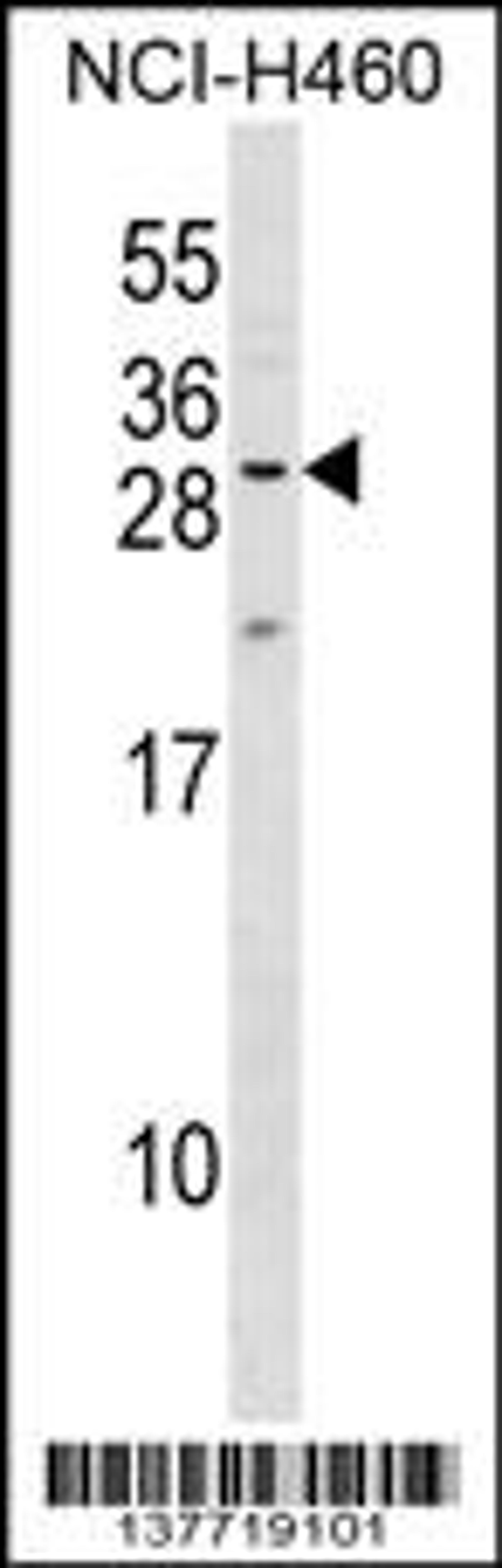 Western blot analysis in NCI-H460 cell line lysates (35ug/lane).