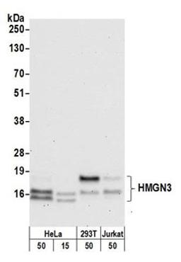 Detection of human HMGN3 by western blot.