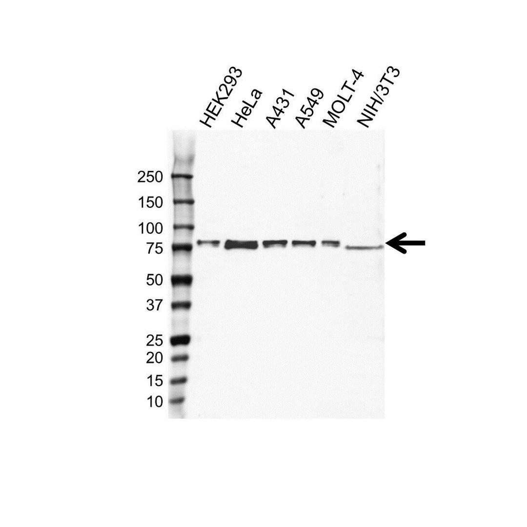 Western blot analysis of whole cell lysates probed with TAK1 antibody 