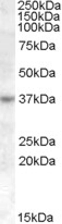 46-274 (1ug/ml) staining of Jurkat cell lysate (35ug protein in RIPA buffer). Primary incubation was 1 hour. Detected by chemiluminescence.