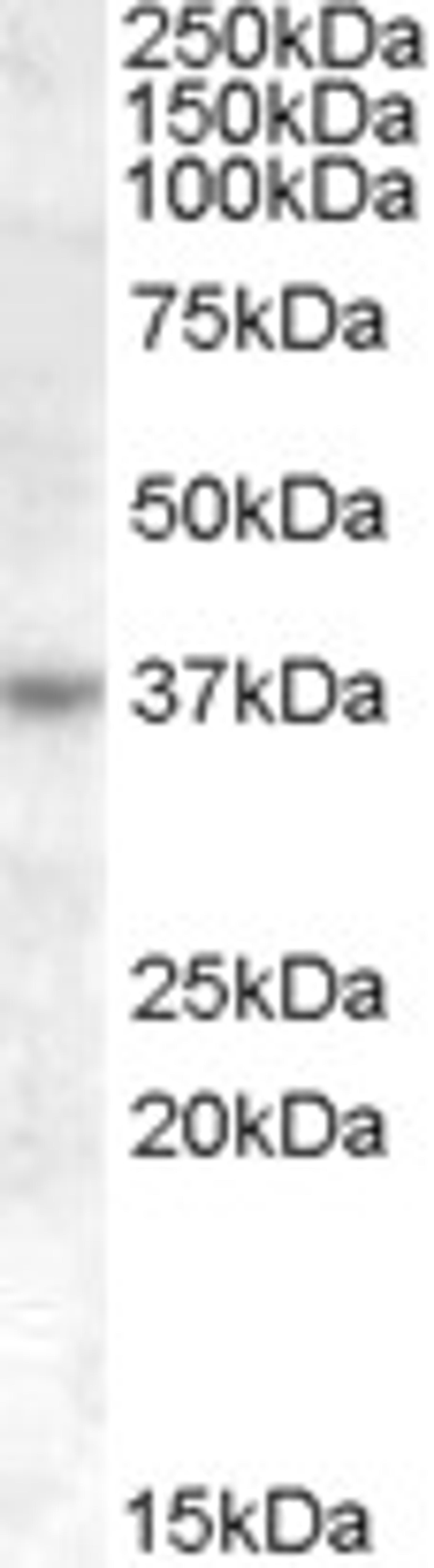 46-274 (1ug/ml) staining of Jurkat cell lysate (35ug protein in RIPA buffer). Primary incubation was 1 hour. Detected by chemiluminescence.