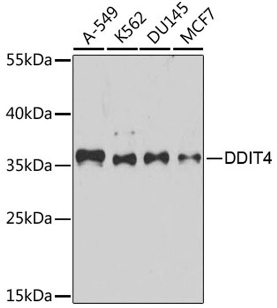 Western blot - DDIT4 antibody (A8086)