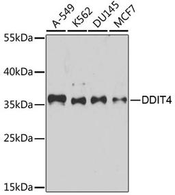 Western blot - DDIT4 antibody (A8086)