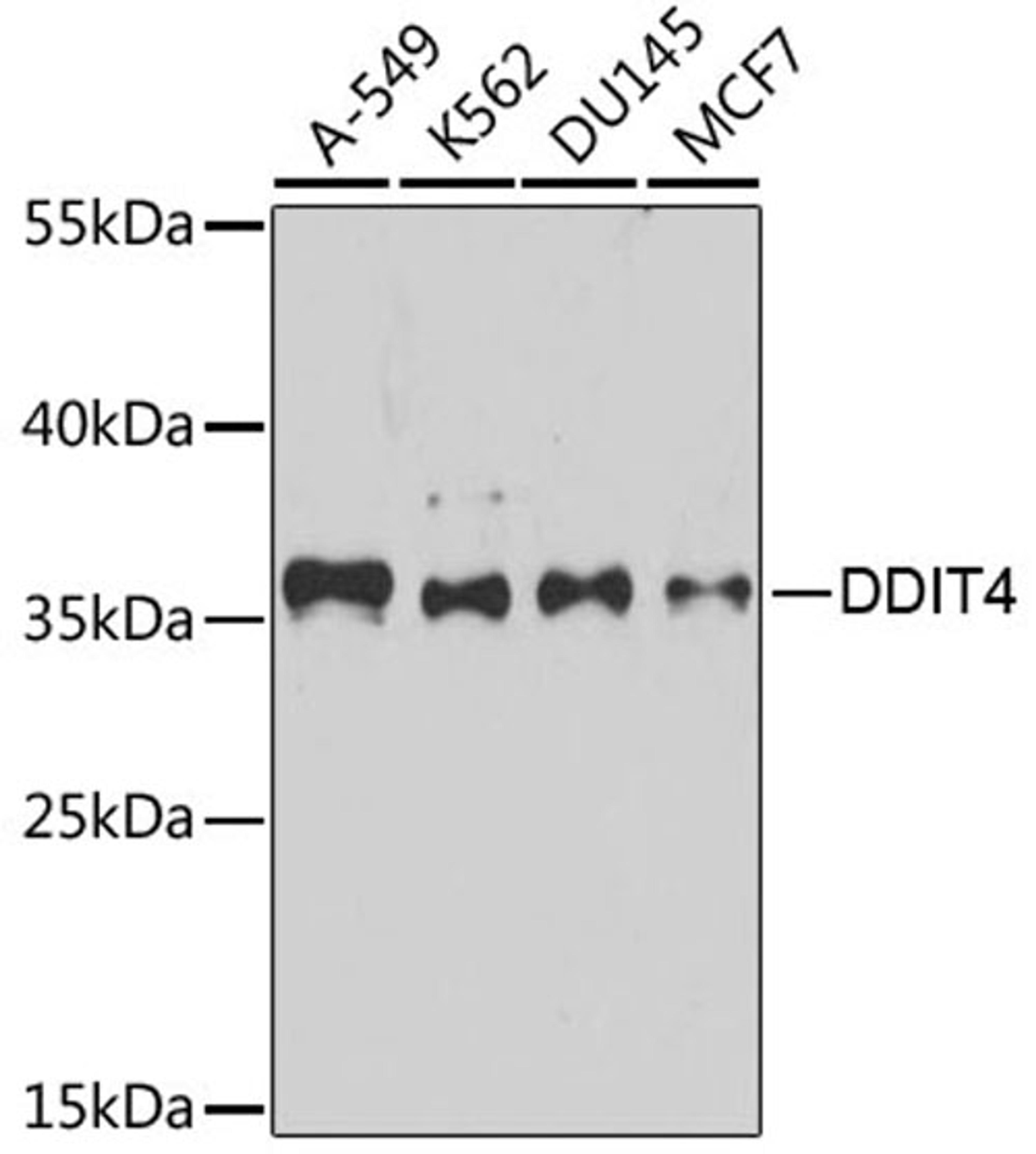 Western blot - DDIT4 antibody (A8086)