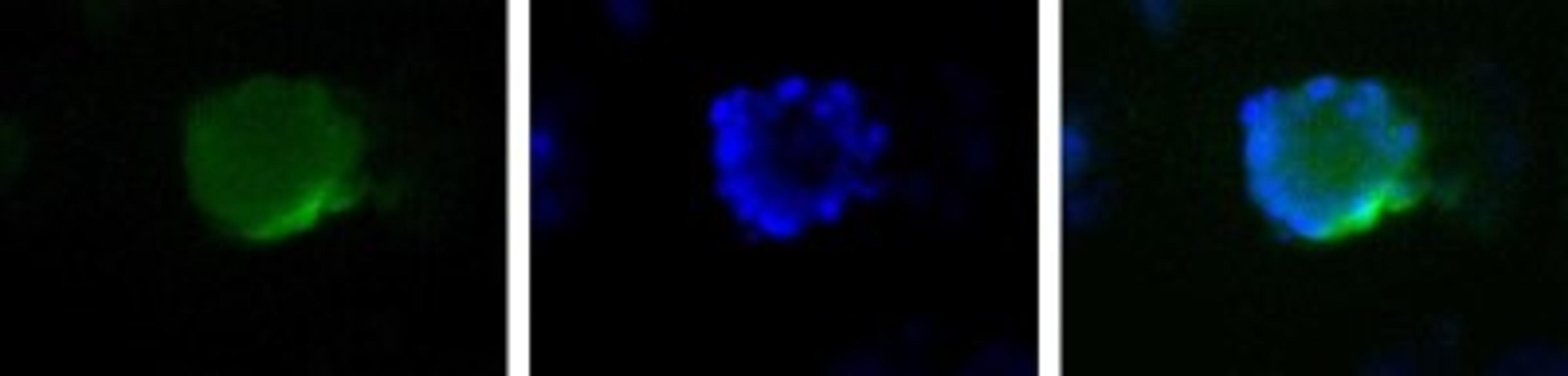 Immunocytochemistry/Immunofluorescence: TAZ/WWTR1 Antibody [NB110-58359] - Detection of TAZ (Green) in HepG2 cells using NB110-58359. Nuclei (Blue) are counterstained with Hoecsht 33258.