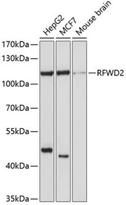 Western blot - RFWD2 antibody (A10463)