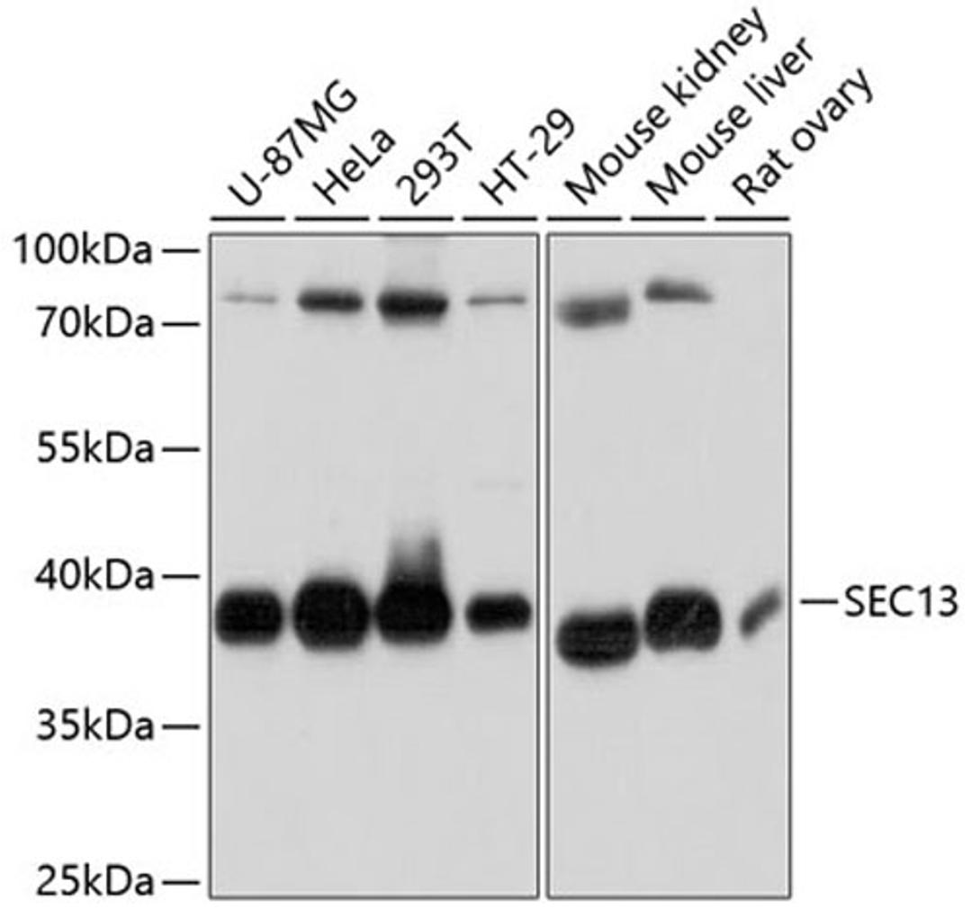 Western blot - SEC13 antibody (A11613)