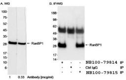 Western Blot: RanBP1 Antibody [NB100-79814] - Detection of Human RanBP1 on HeLa whole cell lysate using NB100-79814. RanBP1 was also immunoprecipitated using rabbit anti-RanBP1 antibody BL1968 NB100-79815 at 5 mcg/0.5 mg lysate.