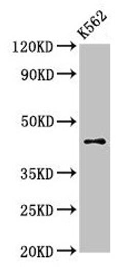Western Blot. Positive WB detected in: K562 whole cell lysate. All lanes: AGPAT3 antibody at 3µg/ml. Secondary. Goat polyclonal to rabbit IgG at 1/50000 dilution. Predicted band size: 44, 37, 46 kDa. Observed band size: 44 kDa