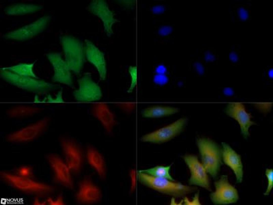 Immunocytochemistry/Immunofluorescence: GAPDH Antibody [NB300-327] - The GAPDH antibody was tested in Hela cells at a 1:500 dilution against Dylight 488 (Green). Alpha-tubulin and nuclei were counterstained with Dylight 550 (Red) and DAPI (Blue), respectively.